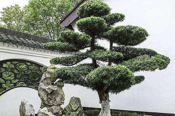 庭院绿化常用的景观树有哪些?