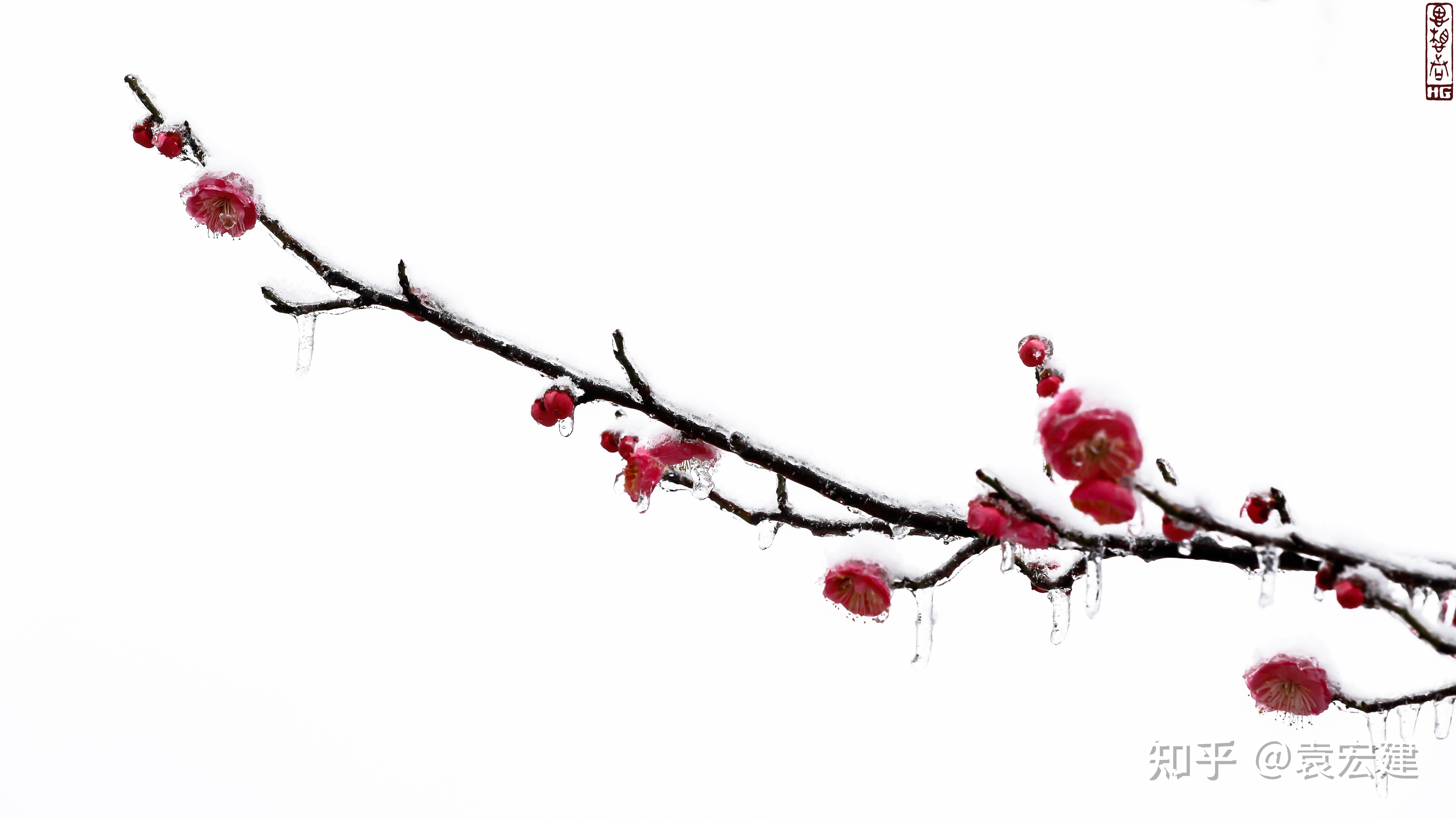 冰晶红梅 傲雪红梅 童话红梅(遗爱湖冰雪红梅图文报道) - 知乎