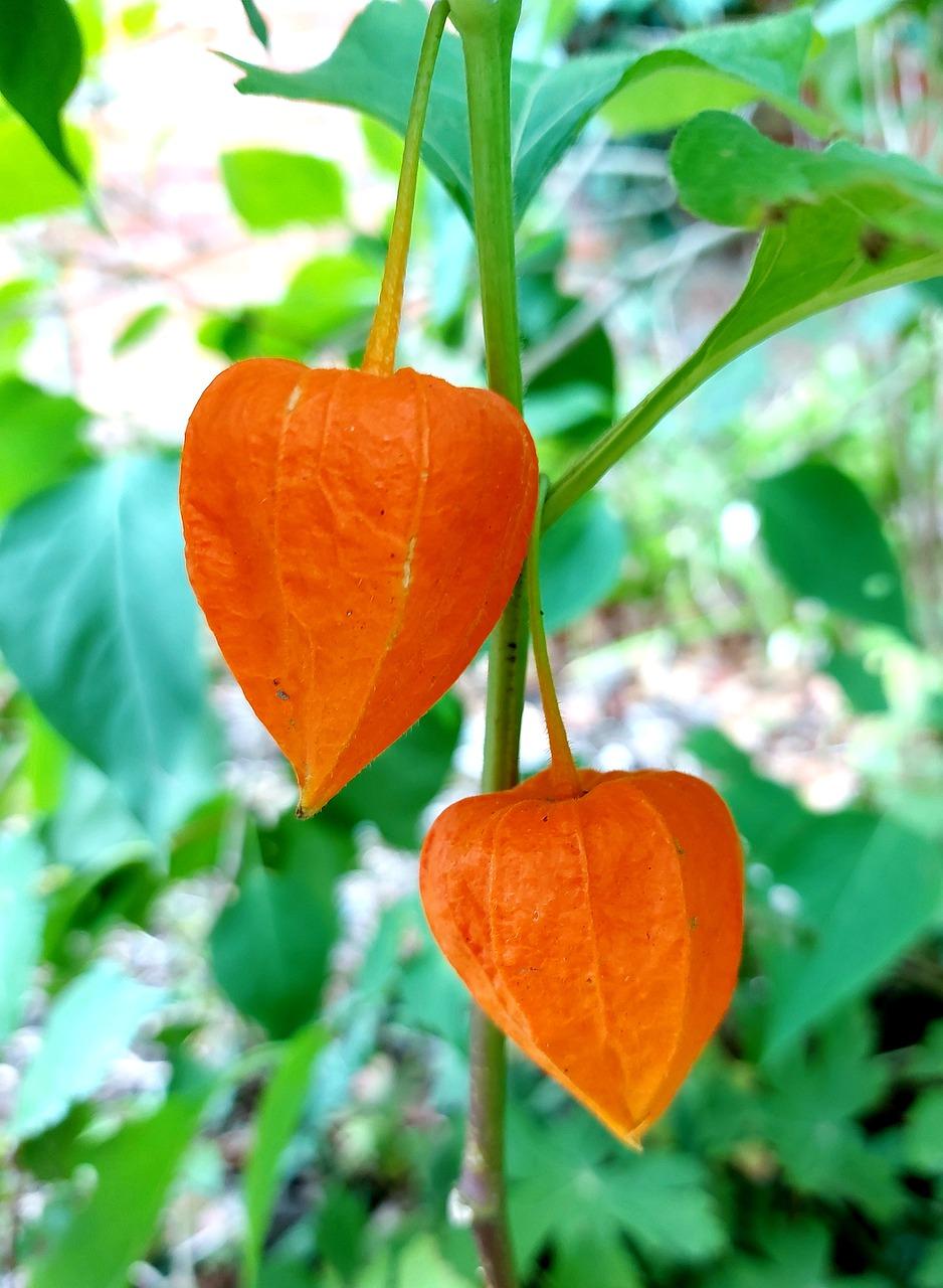 3. 种花选种指南