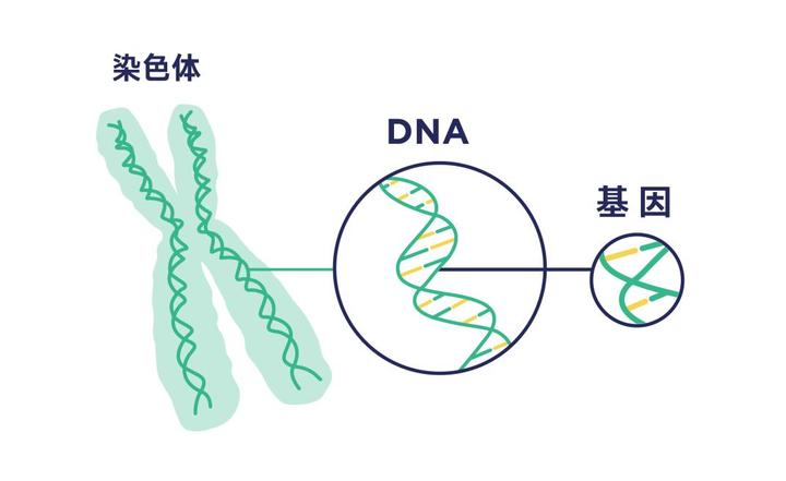 男性染色体图片