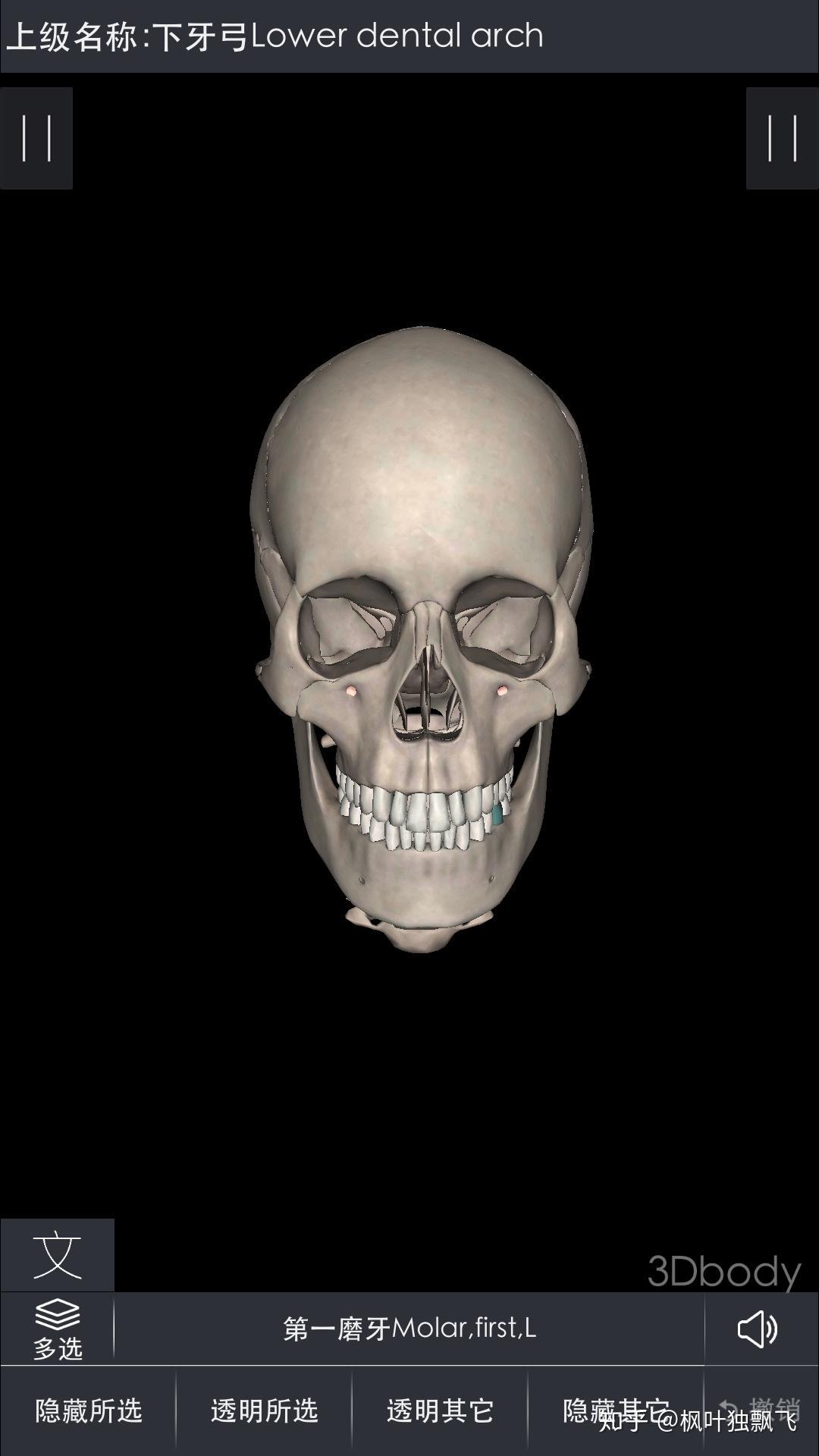 哪可以找到或搜索到多角度的真人颅骨图片