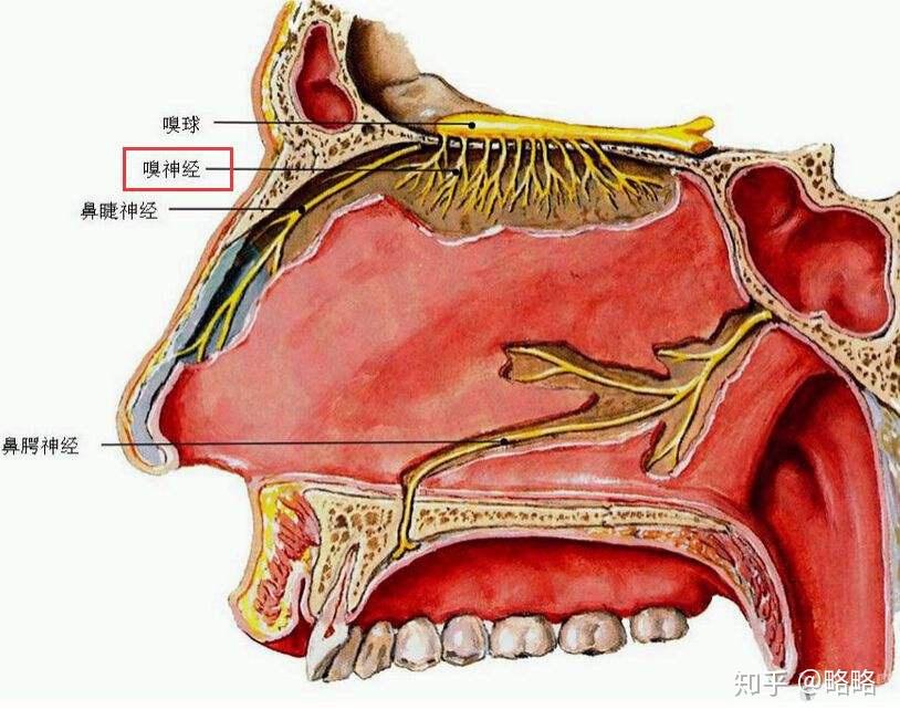 它又被鼻中隔分隔為左右兩腔,每側鼻腔包括鼻前庭及固有鼻腔兩部分.