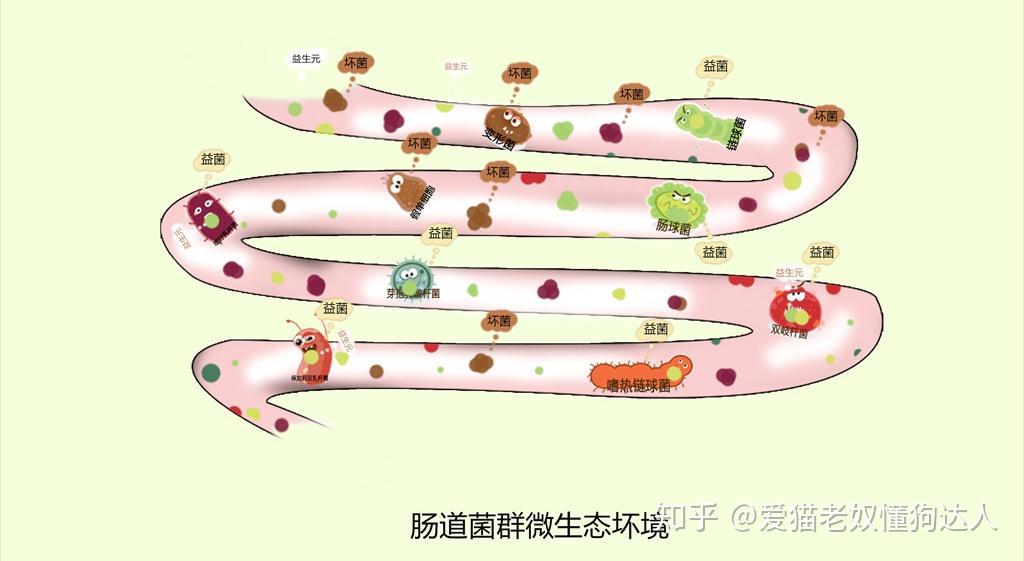 猫肠道结构图图片