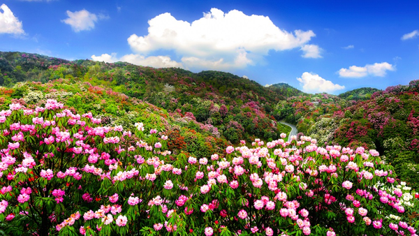 机票300+！贵州百里杜鹃花开正当时！观赏攻略来了！春天一定来一次！ - 知乎