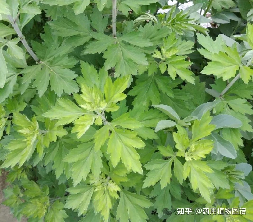 常见的10种菊科蒿属草药,教你一招快速辨别! - 知乎