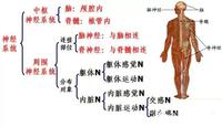 神经系统概述