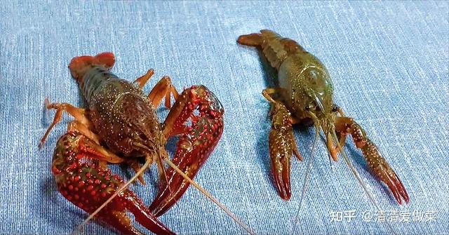 那今后购买小龙虾的时候,该挑红色还是青色,相信聪明的你们肯定也都