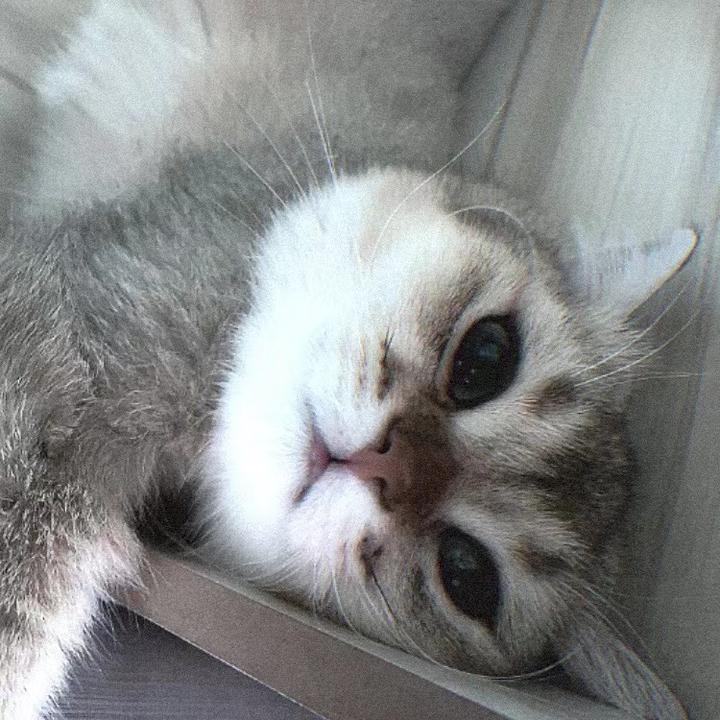 猫猫的种类 - 知乎