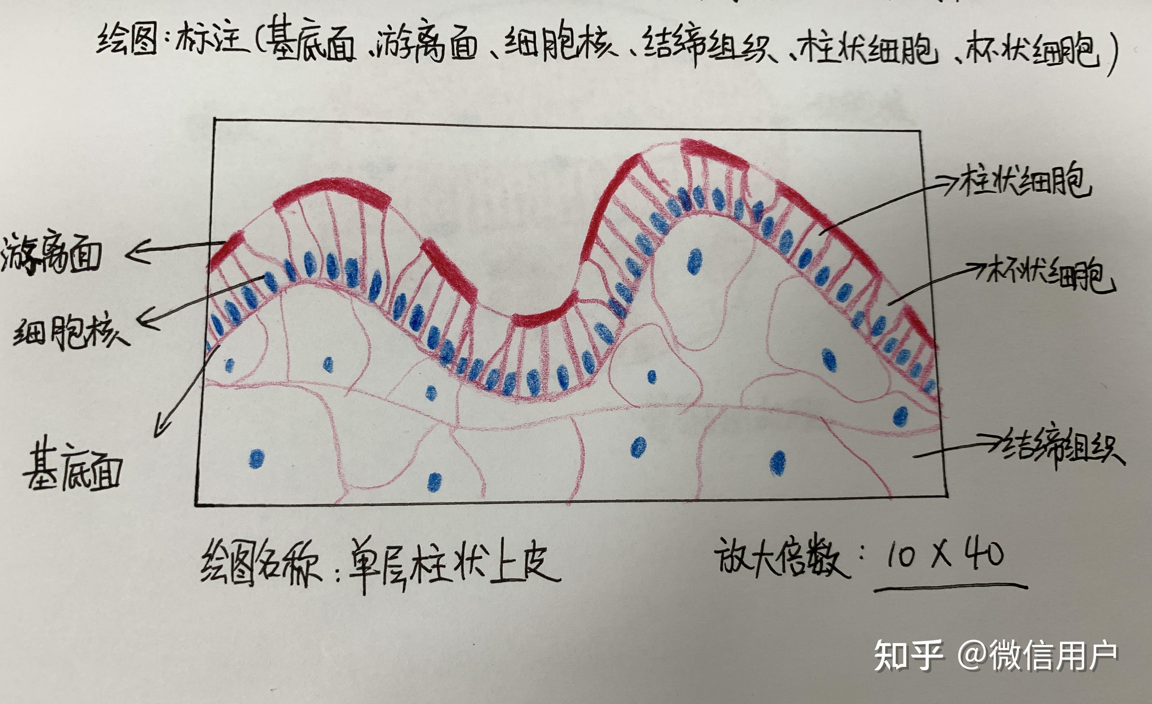 组织学与胚胎学实验实训红蓝铅笔绘图