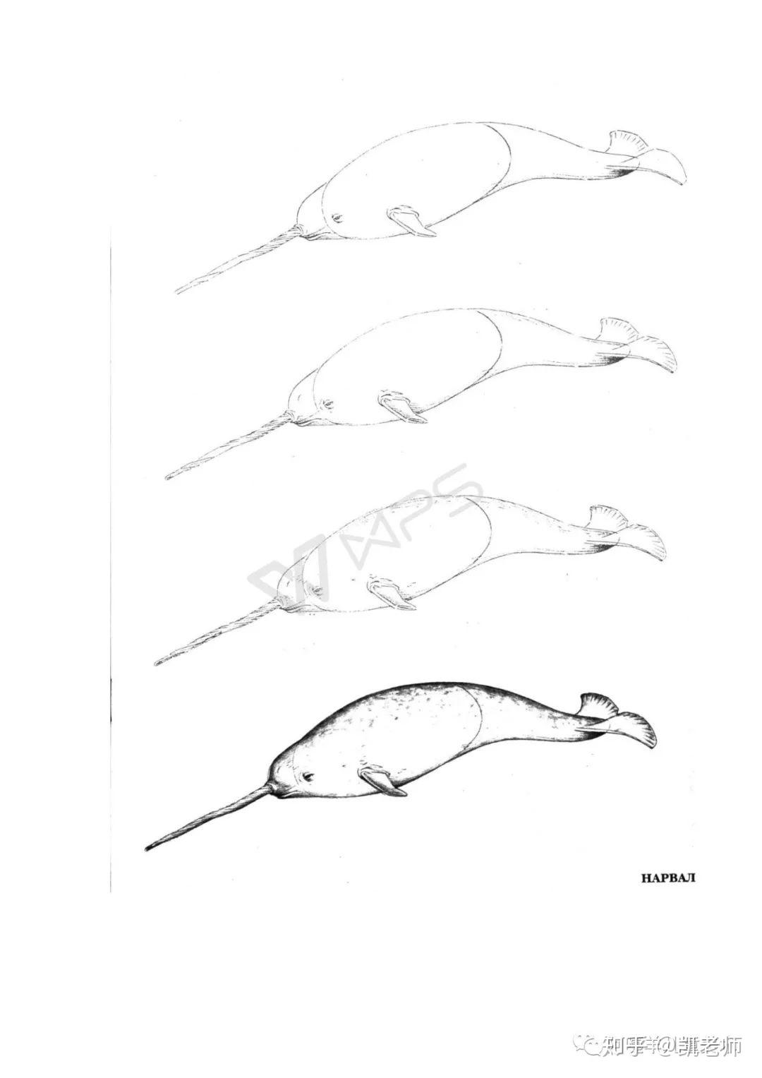 海底动物怎么画才会发光 v2-da9918e6034d0b33529c31f298c5f26c_r.jpg