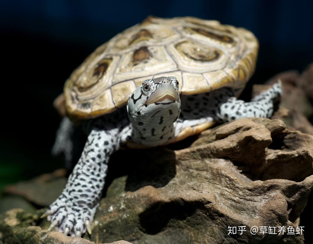 虽然所有的钻纹龟都受到附录2的管制我还是来分享一下以前的经验吧