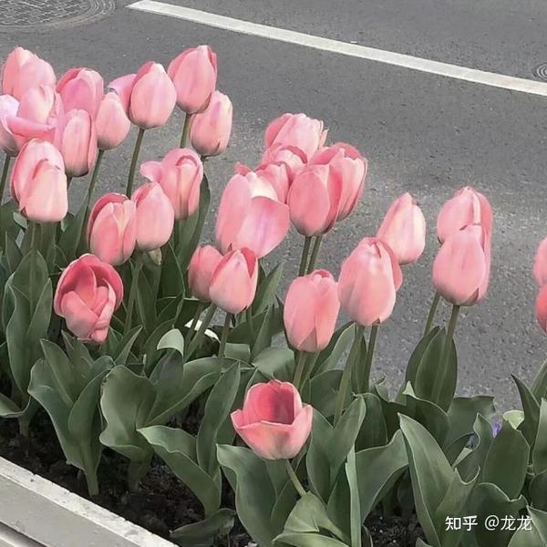 三观超正超干净的文案知乎(一些三观很正听了也特别舒服的文案)