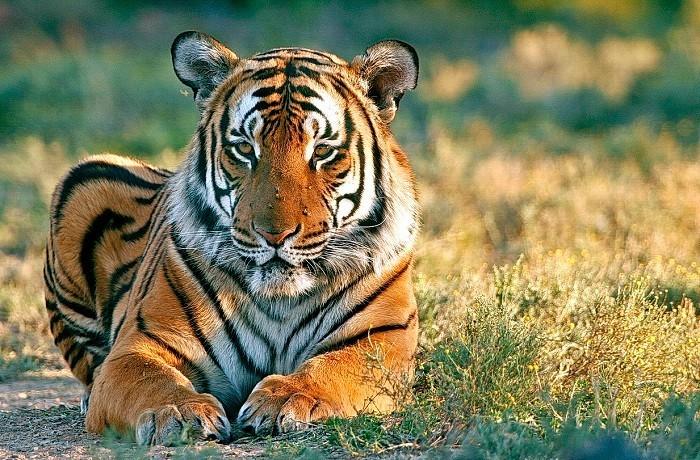 搜索老虎横版图片 v2-da9b62535dd4d61829d38d09d1424674_1440w.jpg?source=172ae18b