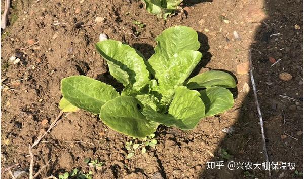 夏季大白菜包心期管理要点 包心大白菜生长期多少天 Urpimp网