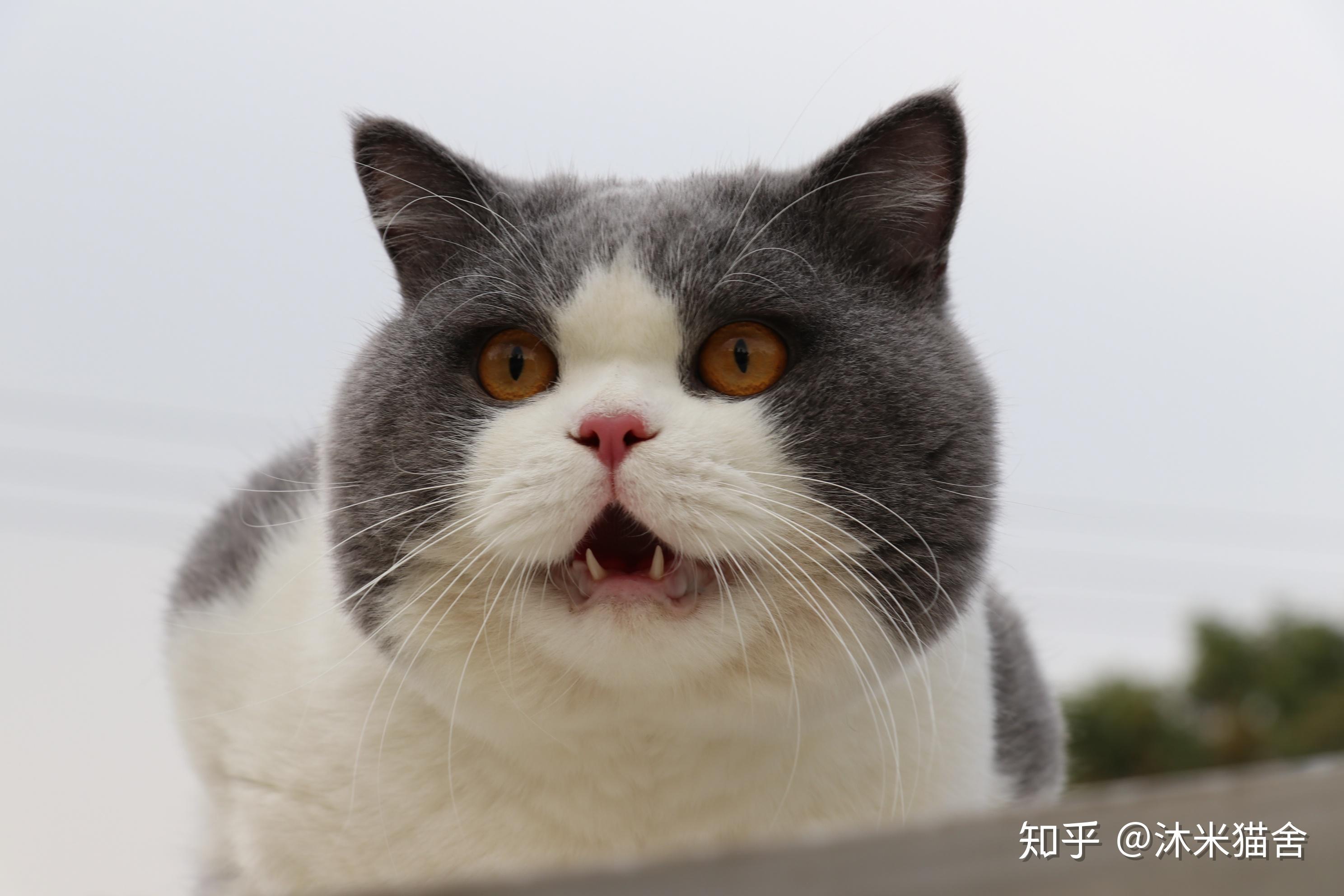 请问这只英短蓝白品相如何