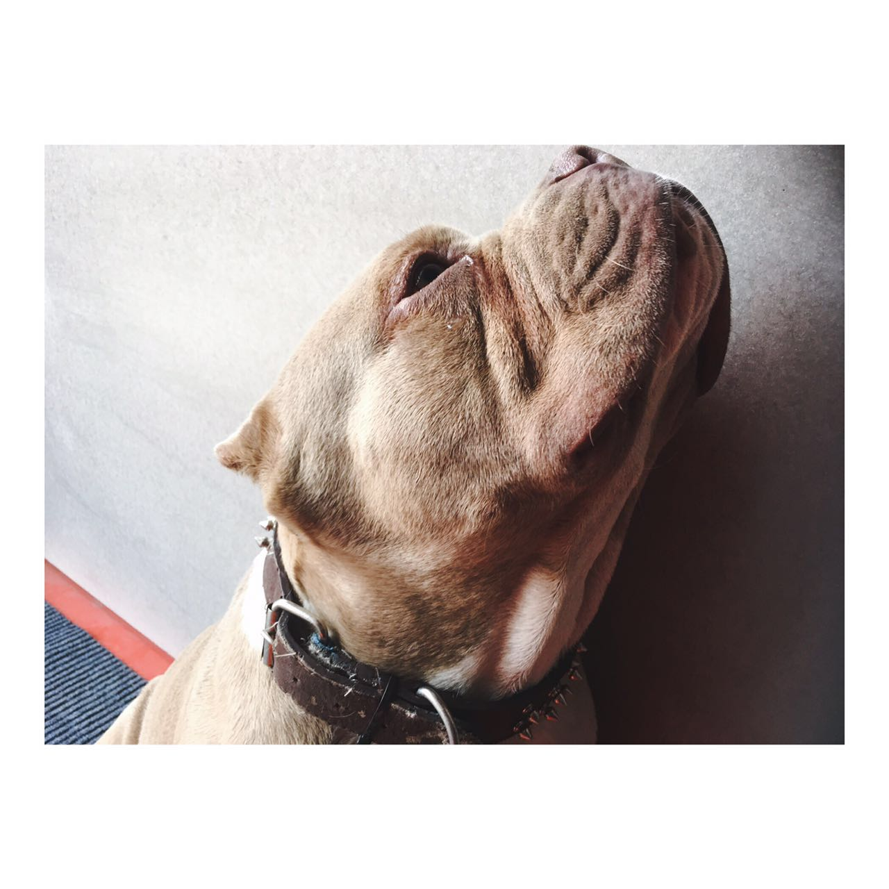 反差萌的恶霸 - 知乎