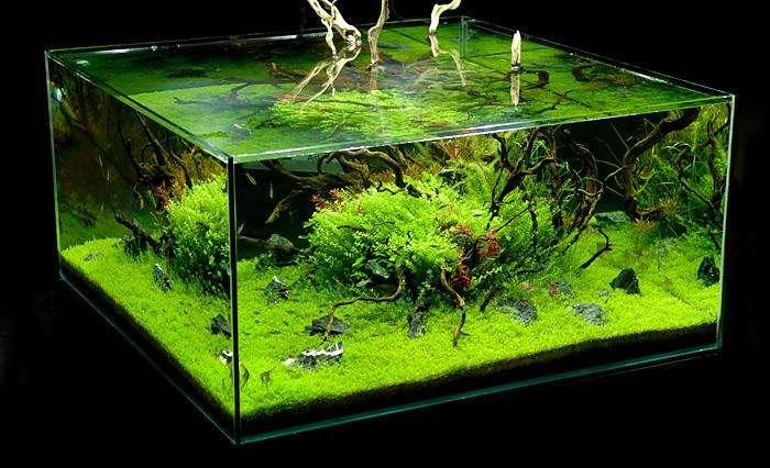 真草缸并不简单