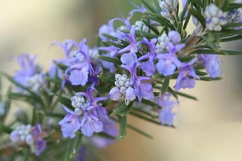 罗马洋甘菊纯露