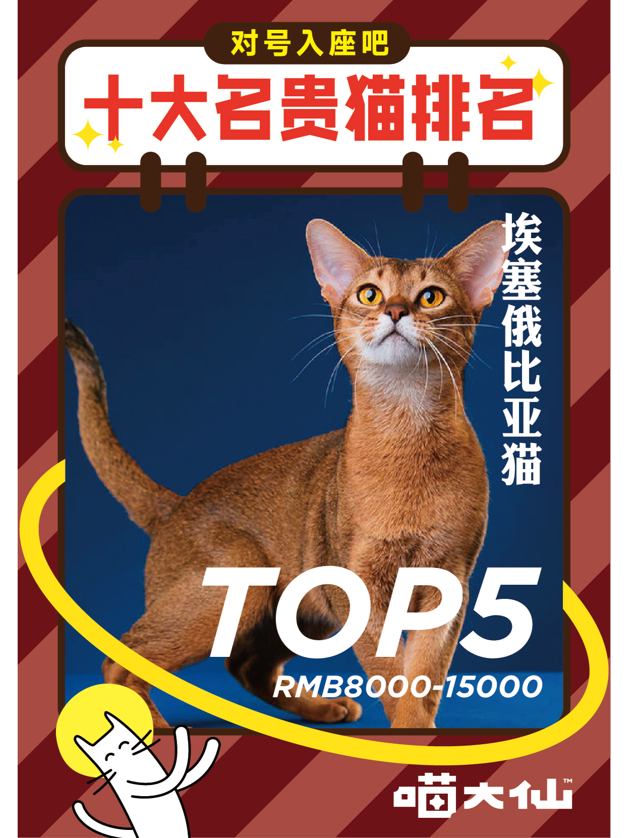 中国最贵的猫是什么?十大名贵猫咪排名 第一名实至名归 - 知乎