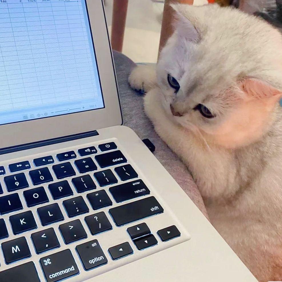 关于猫猫玩电脑的微信头像有哪些?