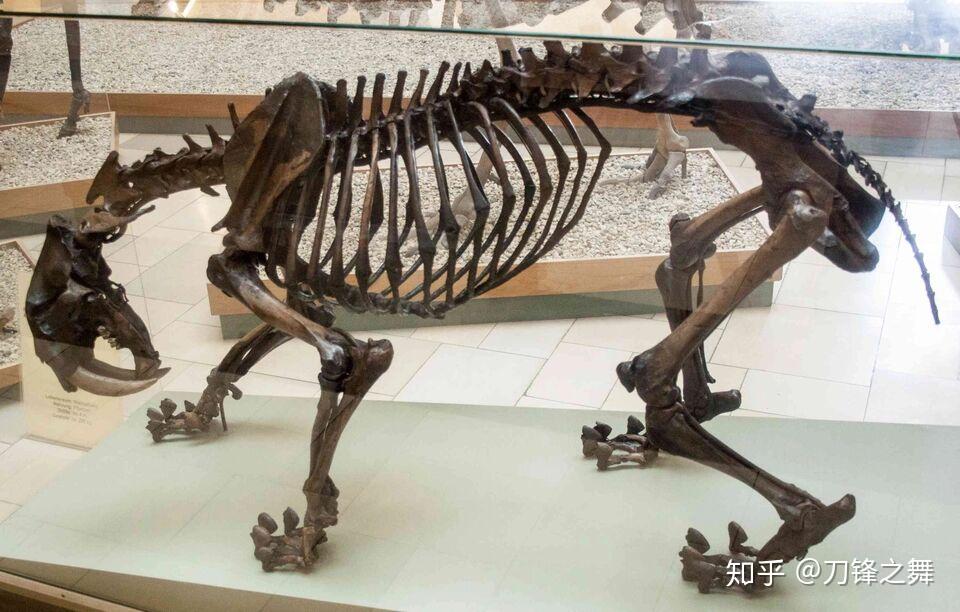 剑齿虎打得过狮子老虎吗?(剑齿虎与狮子体型对比)