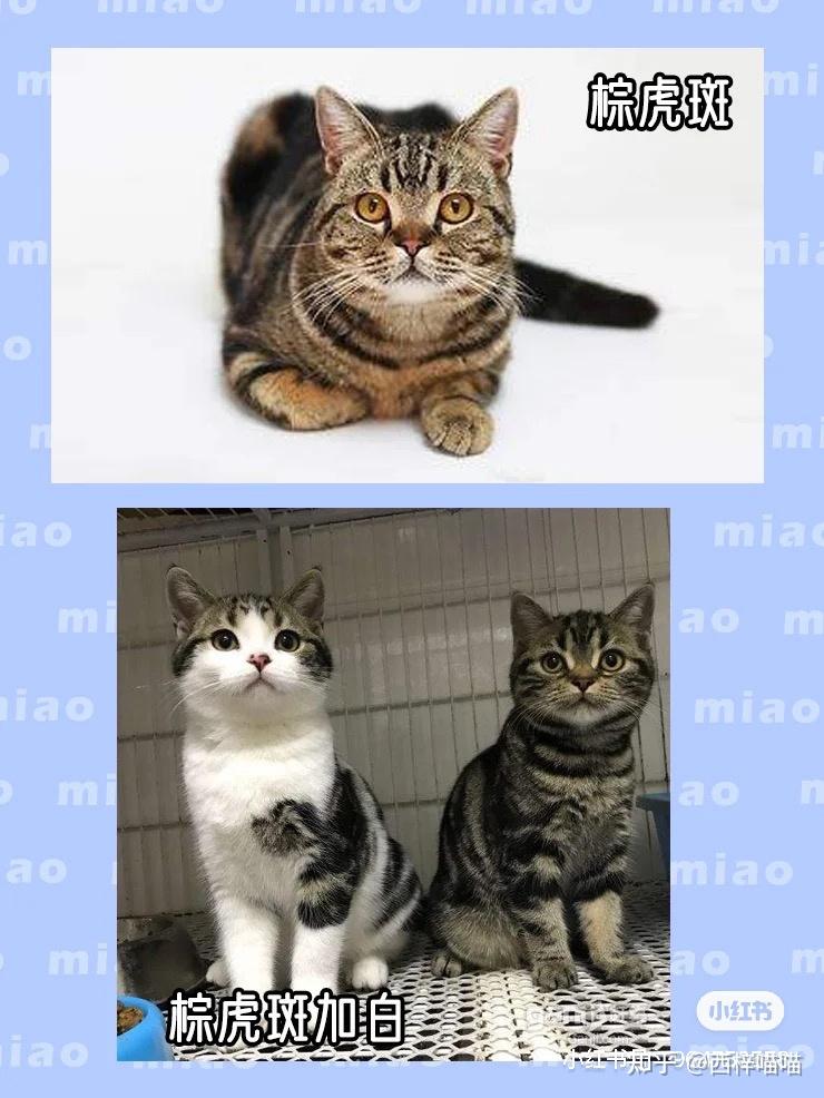 为什么美短生出来有黄色的