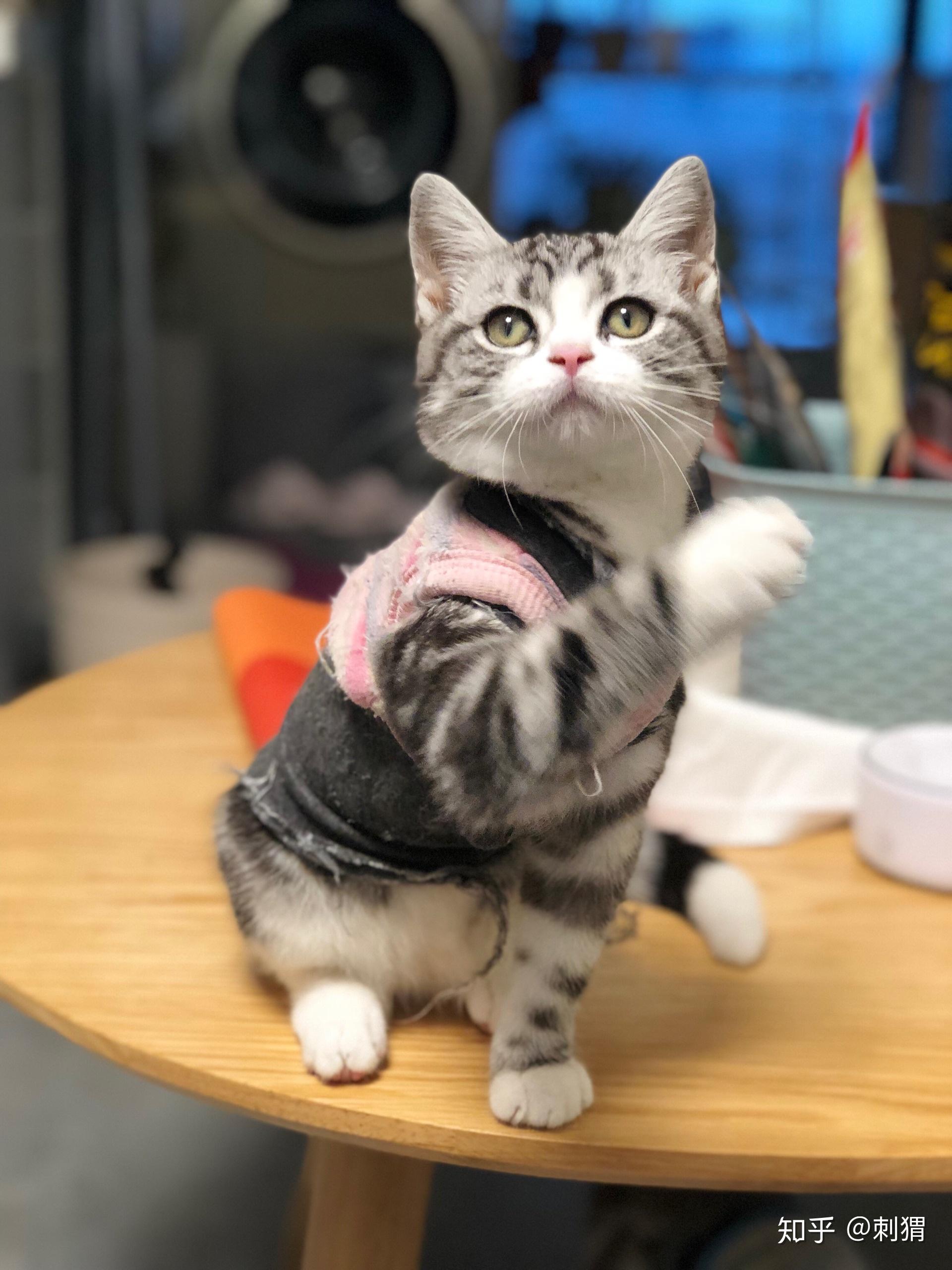 美短加白8000是不是有点贵了