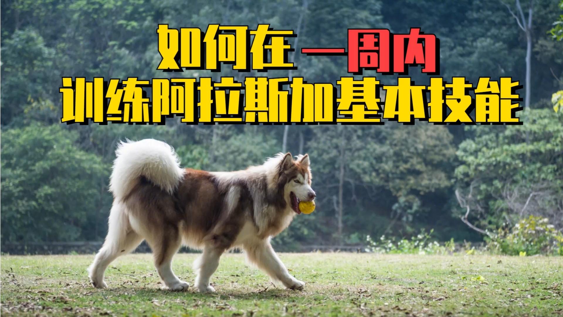 如何在一周内训练阿拉斯加基本技能