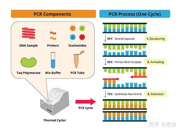  PCR PCR 