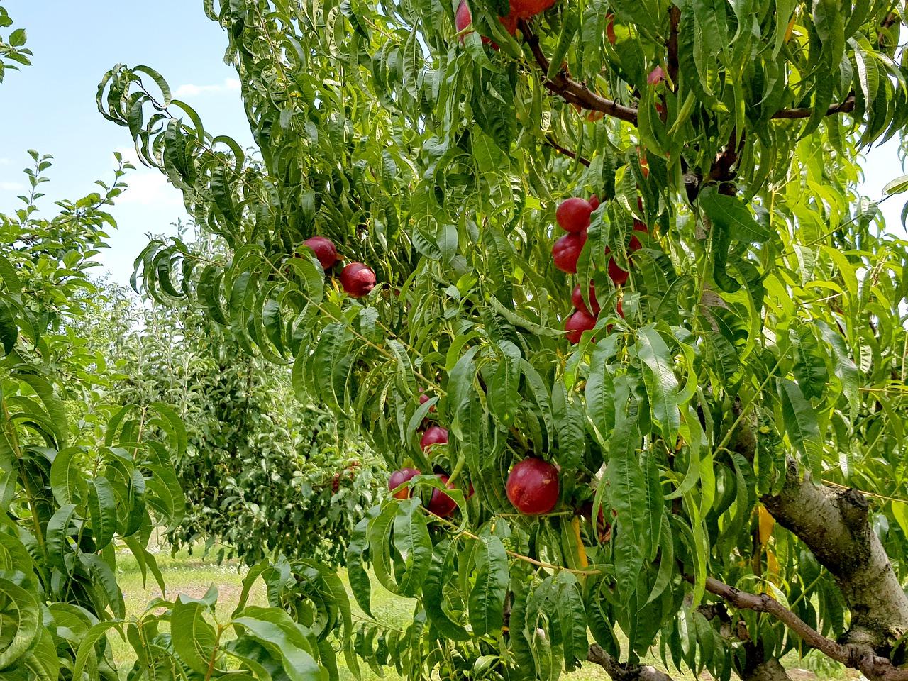 桃树上的虫子怎么办