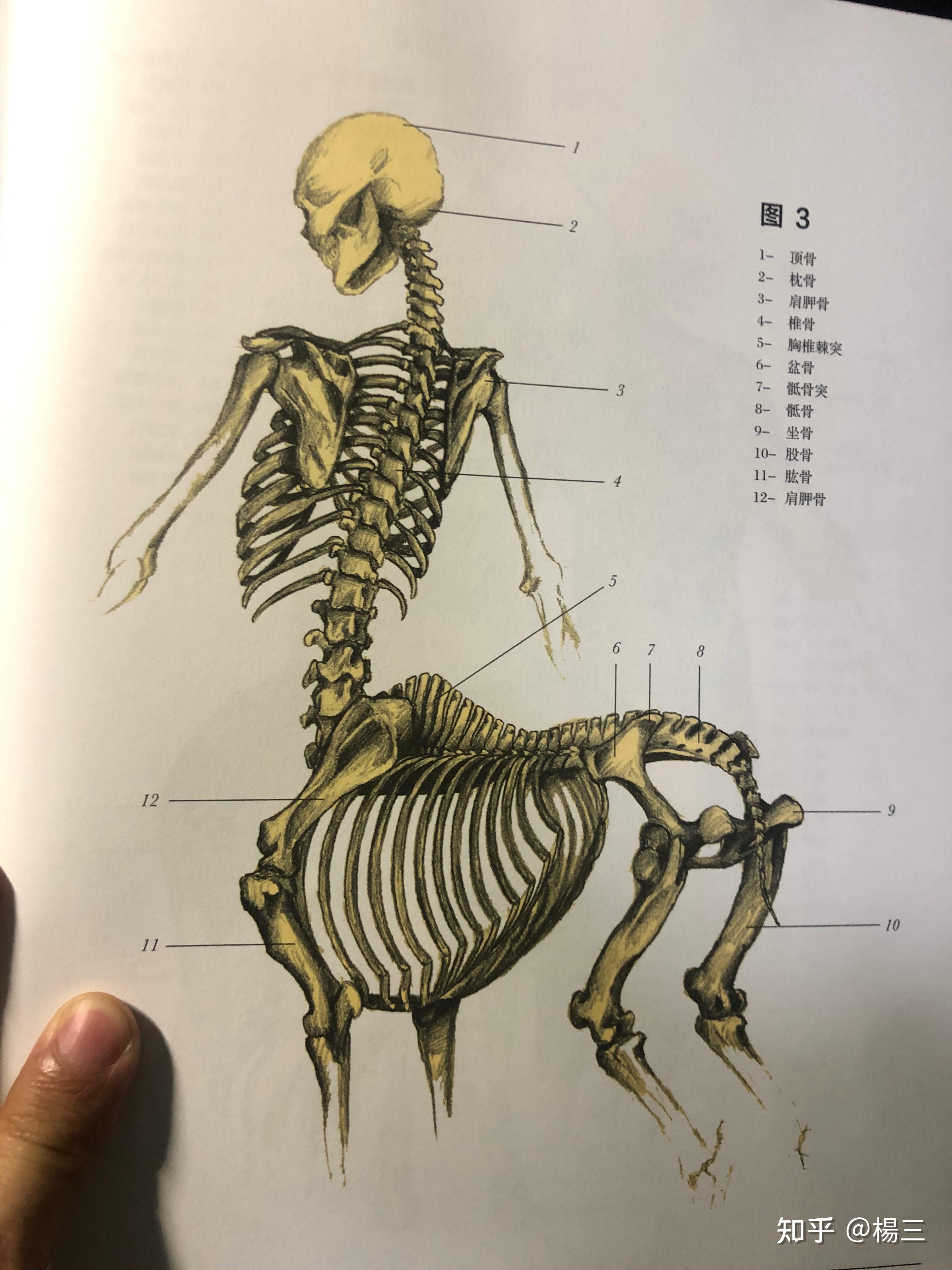 半人马怀孕了怀在人肚子里还是马肚子里? - 知乎