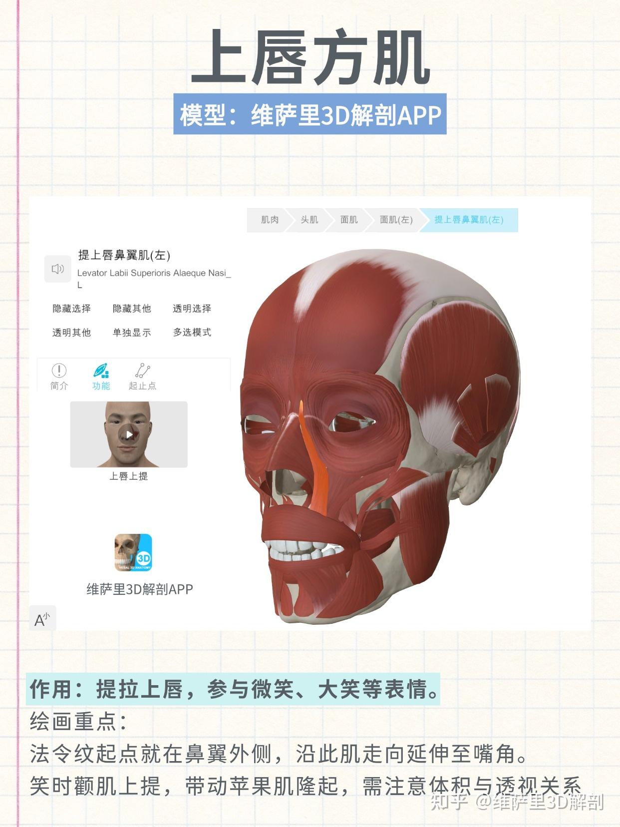 画的笑容假,你可能不懂颧肌与法令纹的关系 - 知乎