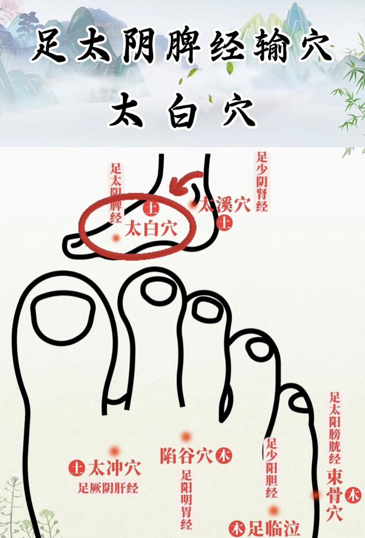 足太阴脾经输穴:太白穴 - 知乎