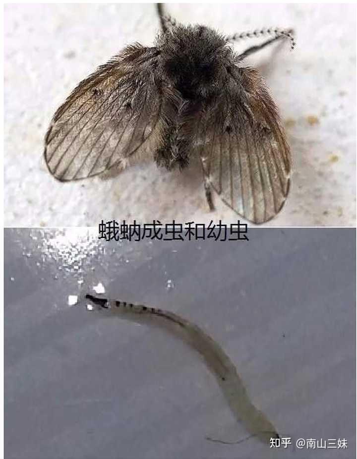 怎么处理厕所中不断产生的小飞虫(蛾蚋)? 