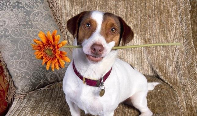 梦见被狗后拥想咬，解析梦境背后的深层含义与心理启示