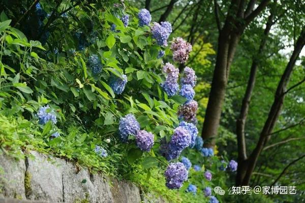 家博园艺｜梅雨季节花园植物注意事项！