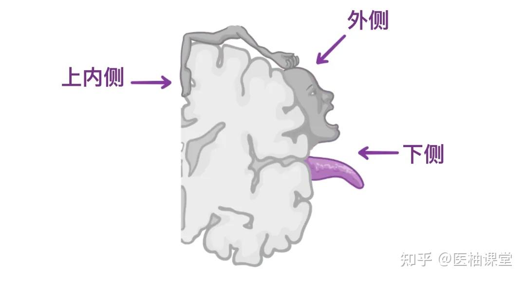 人体解剖学基础:大脑皮层 - 知乎