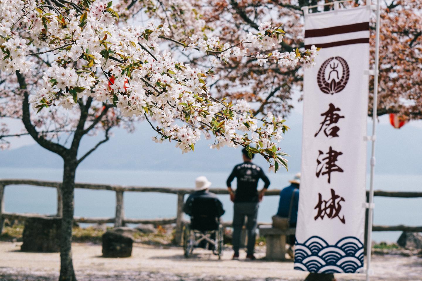 唐津 白色天守下的海边小城 用粉色的樱花装点春天 知乎