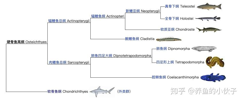 软骨鱼图片和名称图片