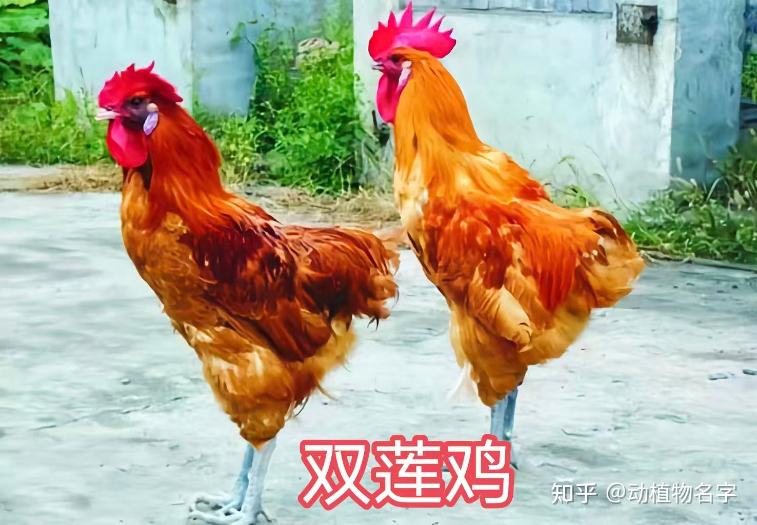 98图带你走进家鸡的世界,家鸡大全第二篇 - 知乎
