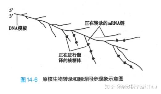 【解题研究】生物之转录与反应—方向