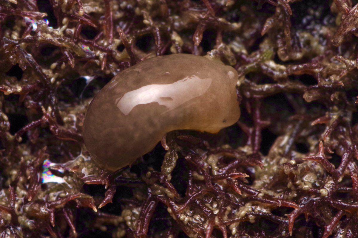 灰翼海蛞蝓图片