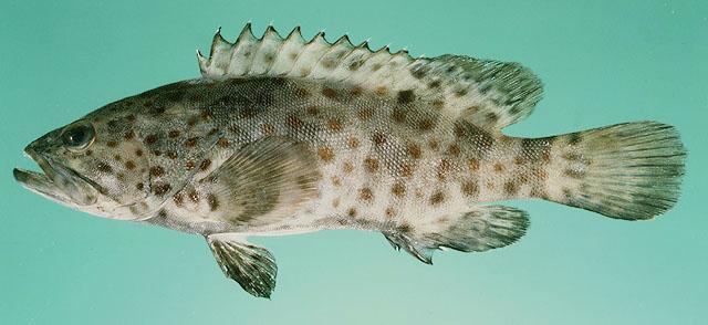 目前中国可以进行人工养殖的海水鱼类品种有哪些