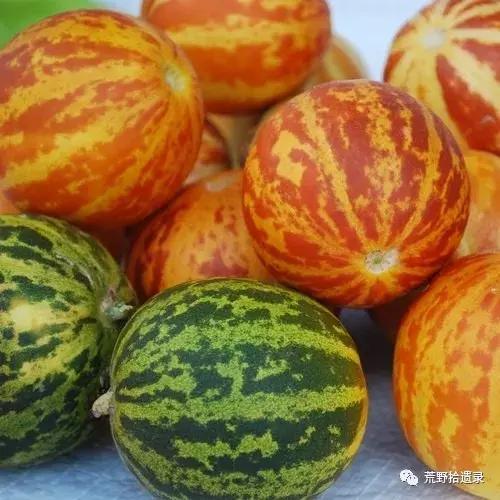 甜瓜分类及新疆甜瓜（哈密瓜）品种概述 - 知乎