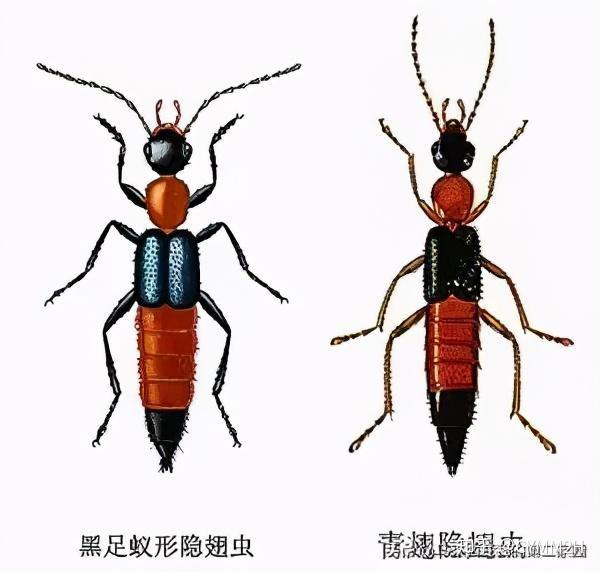 放在密闭容器,闷死后再厕所冲掉.隐翼虫