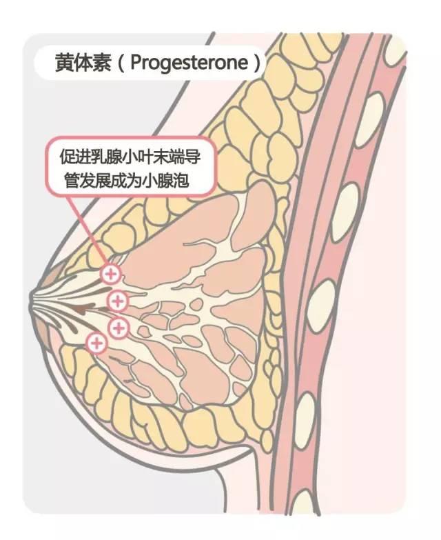 乳房的解剖结构-所有人体的构造,都必须遵循解剖学,生理学的原理栽蝌