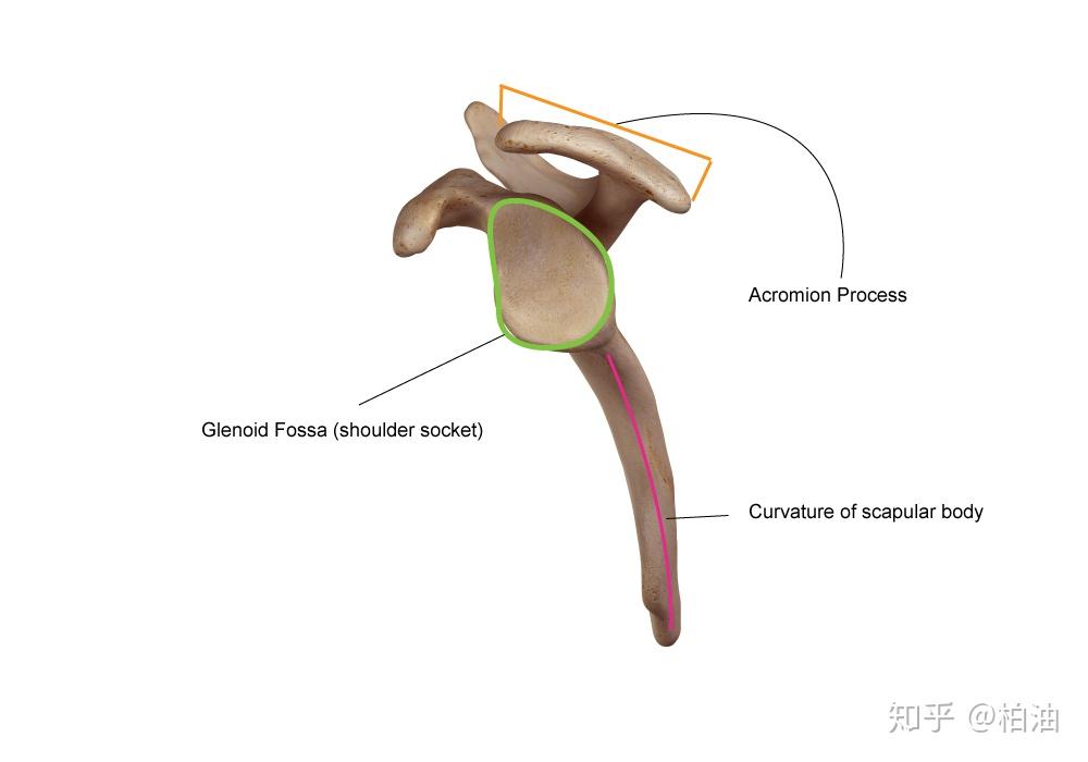 骨骼解剖学如何影响肩关节运动?