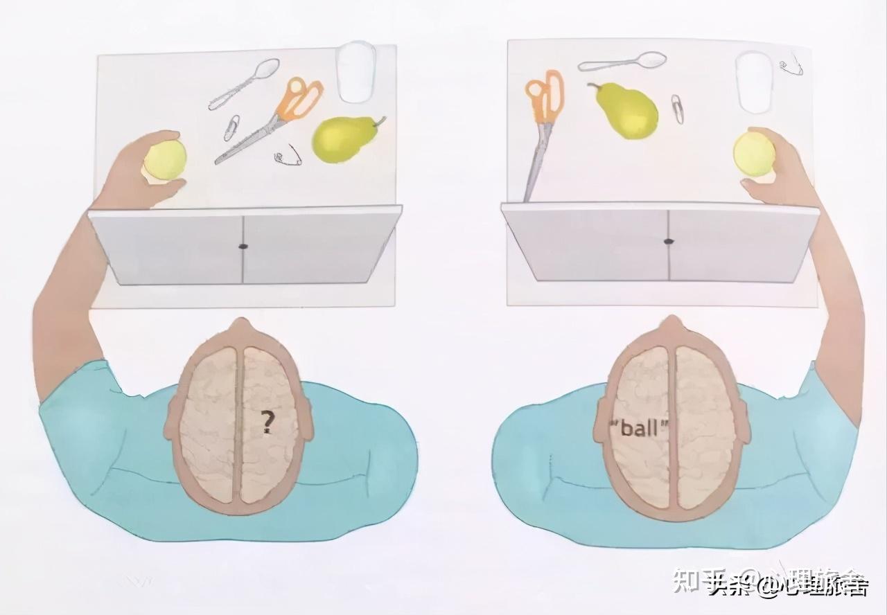 实证研究"割裂脑"实验