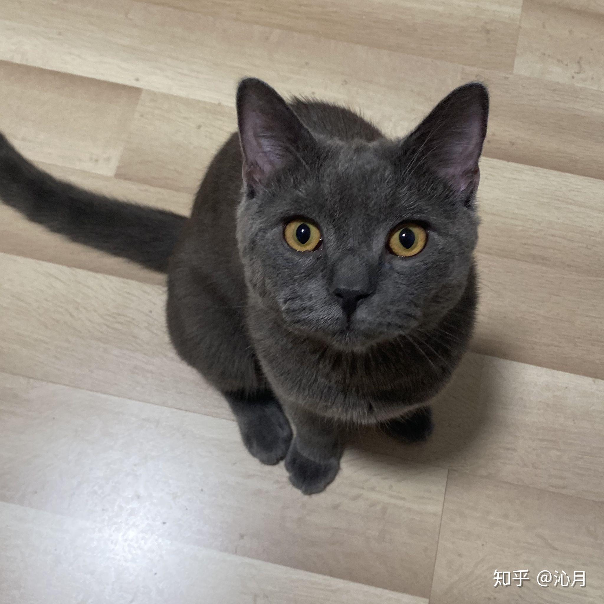 两个月的蓝猫颜色深好还是浅好我的猫纯吗总感觉不纯