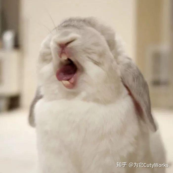 怎么拥有一只兔子 v2-db26497378606cae3479ed82c98fcebc_r.jpg